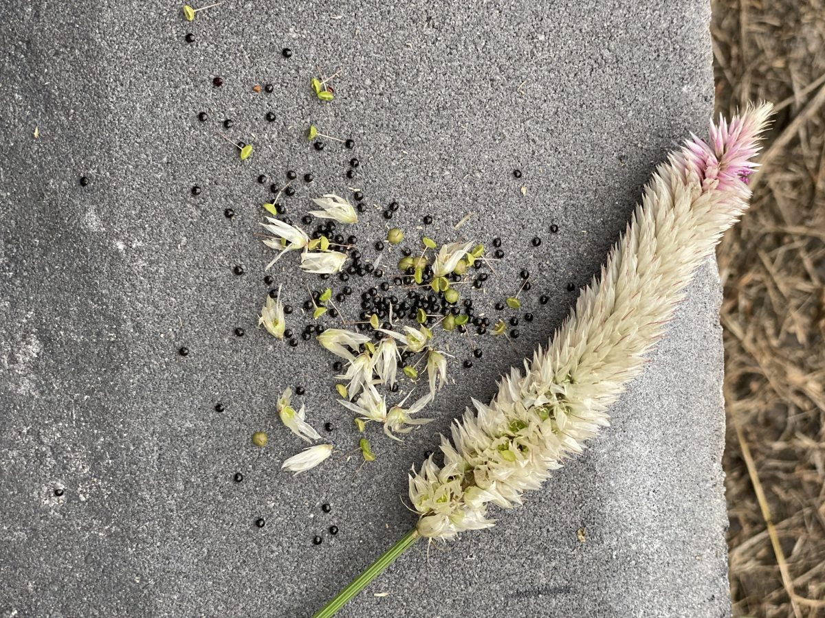 How to Source Seeds for Your Climate + My Favorite&nbsp;Companies